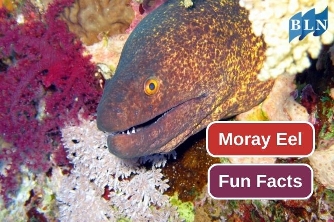 Beyond the Reef: Exploring Moray Eels Fun Facts